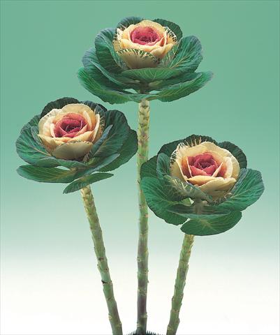 Photos von Blumenvarianten benutzt als:  Brassica oleracea Crane Bicolor F1