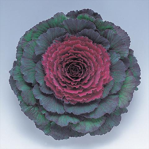 Photos von Blumenvarianten benutzt als: Topf und Beet Brassica oleracea Pigeon Purple F1
