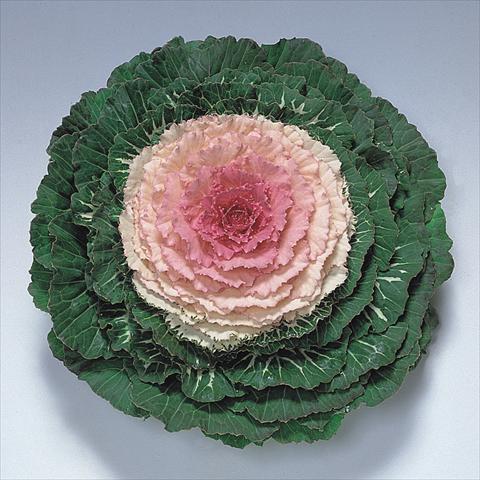 Photos von Blumenvarianten benutzt als: Topf und Beet Brassica oleracea Pigeon Victoria F1