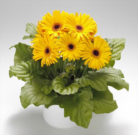 Photos von Blumenvarianten benutzt als: Topf Gerbera jamesonii Royal Golden Yellow F1