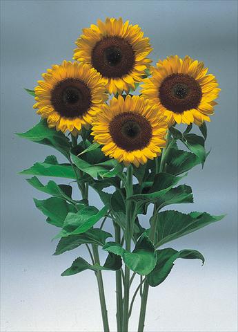 Photos von Blumenvarianten benutzt als: Schnittblume Helianthus annuus Sunrich Orange F1