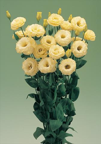 Photos von Blumenvarianten benutzt als:  Lisianthus (Eustoma grandiflorum) Arena Gold F1