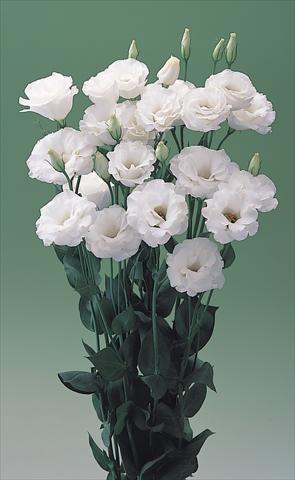 Photos von Blumenvarianten benutzt als:  Lisianthus (Eustoma grandiflorum) Arena IV White F1
