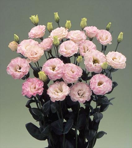 Photos von Blumenvarianten benutzt als:  Lisianthus (Eustoma grandiflorum) Arena Pink Flash F1