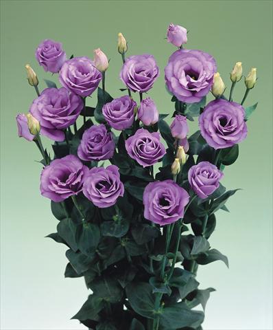 Photos von Blumenvarianten benutzt als:  Lisianthus (Eustoma grandiflorum) Croma Lavender F1