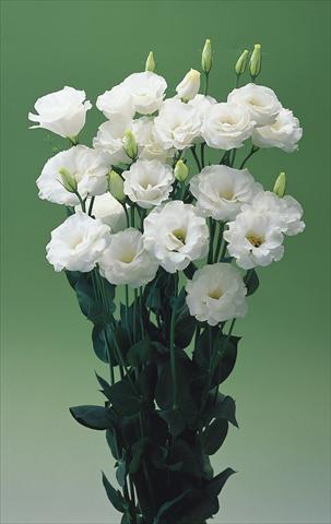 Photos von Blumenvarianten benutzt als:  Lisianthus (Eustoma grandiflorum) Croma White F1