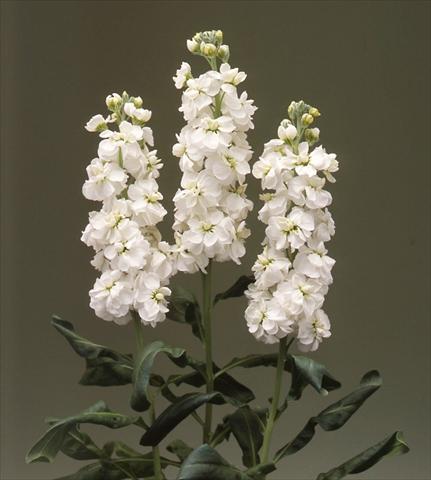 Photos von Blumenvarianten benutzt als: Beet- / Rabattenpflanze Matthiola incana Canneto White