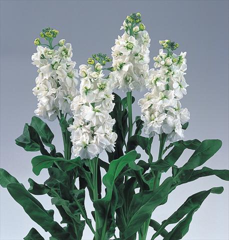Photos von Blumenvarianten benutzt als: Beet- / Rabattenpflanze Matthiola incana Noble White