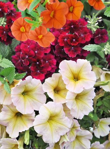 Photos von Blumenvarianten benutzt als: Topf, Terrasse, Ampel. 3 Combo RED FOX Confetti Garden Blazing Maple