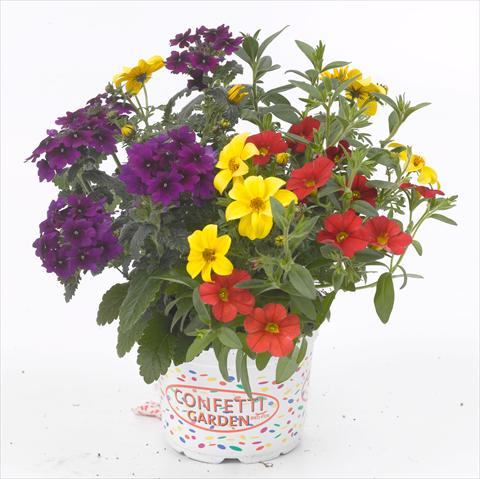 Photos von Blumenvarianten benutzt als: Topf, Terrasse, Ampel. 3 Combo RED FOX Confetti Garden Patchwork