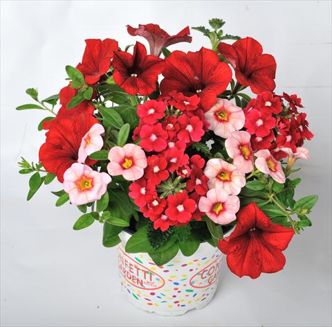 Photos von Blumenvarianten benutzt als: Topf, Terrasse, Ampel. 3 Combo RED FOX Confetti Garden Rockin Red