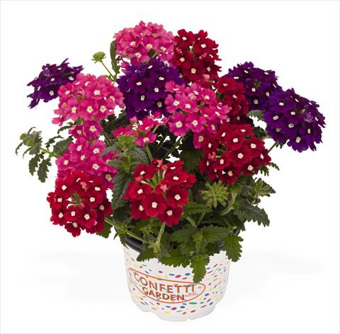 Photos von Blumenvarianten benutzt als: Topf, Terrasse, Ampel. 3 Combo RED FOX Confetti Garden Royal Charme