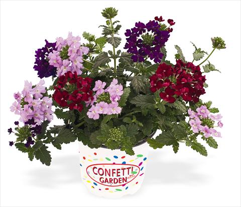 Photos von Blumenvarianten benutzt als: Topf, Terrasse, Ampel. 3 Combo RED FOX Confetti Garden Royal Flush