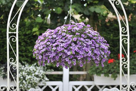 Photos von Blumenvarianten benutzt als: Topf, Beet, Terrasse, Ampel Calibrachoa RED FOX Aloha® Double Lavender