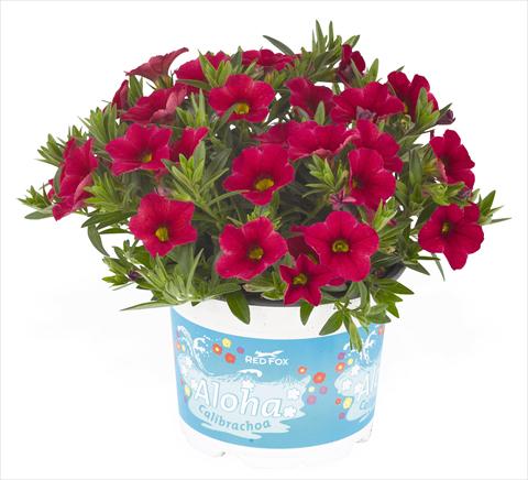 Photos von Blumenvarianten benutzt als: Topf, Beet, Terrasse, Ampel Calibrachoa RED FOX Aloha® Kona Cherry
