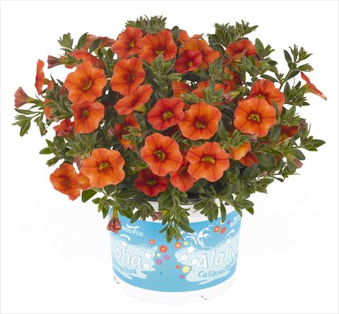 Photos von Blumenvarianten benutzt als: Topf, Beet, Terrasse, Ampel Calibrachoa RED FOX Aloha® Kona Hot Orange