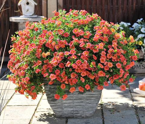 Photos von Blumenvarianten benutzt als: Topf, Beet, Terrasse, Ampel Calibrachoa RED FOX Aloha® Kona Mandarin