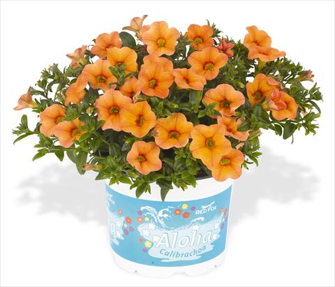 Photos von Blumenvarianten benutzt als: Topf, Beet, Terrasse, Ampel Calibrachoa RED FOX Aloha® Kona Mango