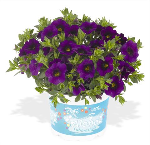 Photos von Blumenvarianten benutzt als: Topf, Beet, Terrasse, Ampel Calibrachoa RED FOX Aloha® Kona Midnight Blue