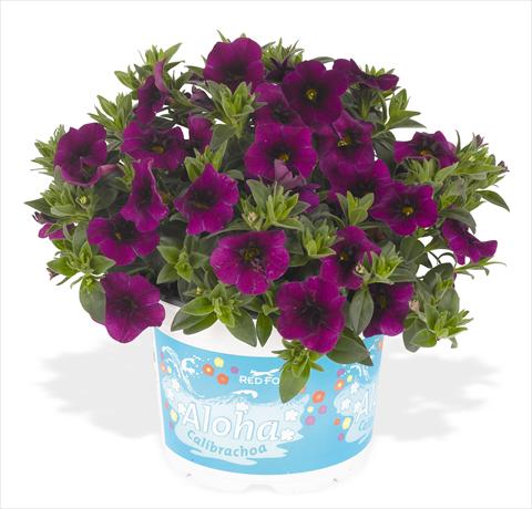 Photos von Blumenvarianten benutzt als: Topf, Beet, Terrasse, Ampel Calibrachoa RED FOX Aloha® Kona Midnight Purple