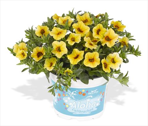 Photos von Blumenvarianten benutzt als: Topf, Beet, Terrasse, Ampel Calibrachoa RED FOX Aloha® Kona Pineapple