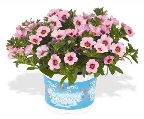 Photos von Blumenvarianten benutzt als: Topf, Beet, Terrasse, Ampel Calibrachoa RED FOX Aloha® Kona Tiki Soft Pink