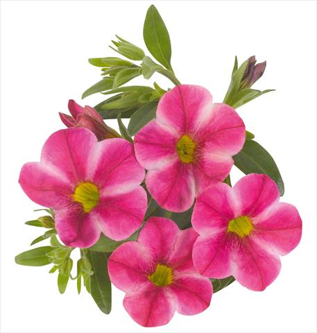 Photos von Blumenvarianten benutzt als: Topf, Beet, Terrasse, Ampel Calibrachoa RED FOX Aloha® Neon Volcano
