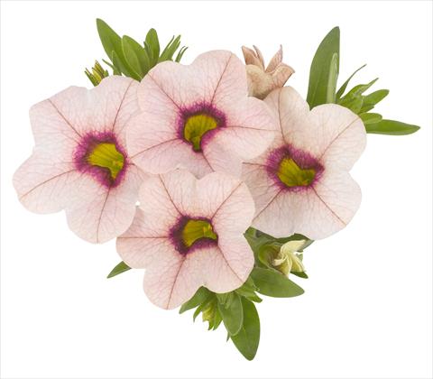 Photos von Blumenvarianten benutzt als: Topf, Beet, Terrasse, Ampel Calibrachoa RED FOX Aloha® Tiki Lychee