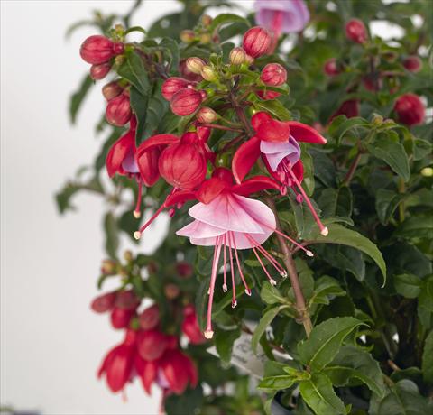 Photos von Blumenvarianten benutzt als: Topf Fuchsia RED FOX Saba