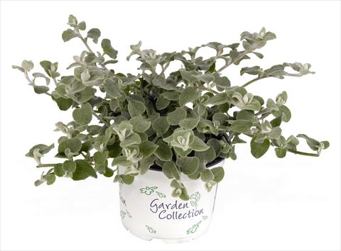 Photos von Blumenvarianten benutzt als: Topf und Beet Helichrysum (Bracteantha) Silver