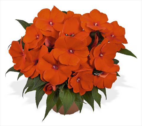 Photos von Blumenvarianten benutzt als: Topf, Beet, Terrasse, Ampel Impatiens N. Guinea RED FOX Magnum Orange
