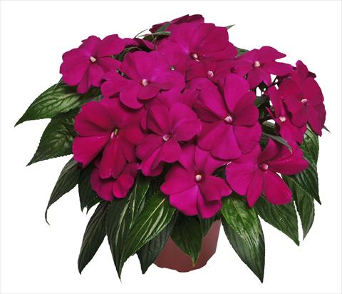 Photos von Blumenvarianten benutzt als: Topf, Beet, Terrasse, Ampel Impatiens N. Guinea RED FOX Magnum Purple