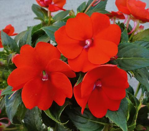 Photos von Blumenvarianten benutzt als: Topf, Beet, Terrasse, Ampel Impatiens N. Guinea SunPatiens® Compact Electric Orange