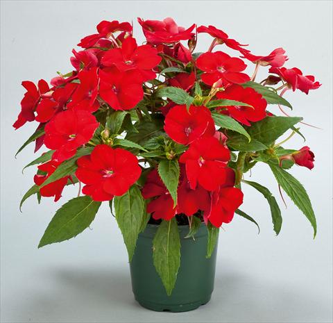Photos von Blumenvarianten benutzt als: Topf, Beet, Terrasse, Ampel Impatiens N. Guinea SunPatiens® Compact Red