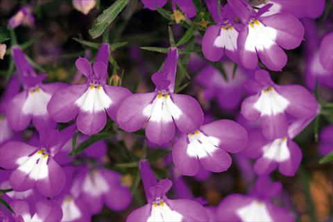 Photos von Blumenvarianten benutzt als: Topf, Beet, Terrasse, Ampel Lobelia Hot Lilac White Eye