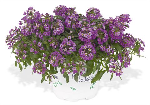 Photos von Blumenvarianten benutzt als: Topf und Beet Lobularia maritima Lavender Stream
