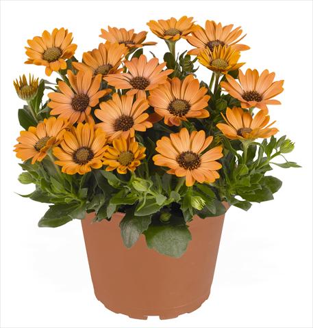 Photos von Blumenvarianten benutzt als: Topf und Beet Osteospermum RED FOX Summertime® Sweet Copper Sun
