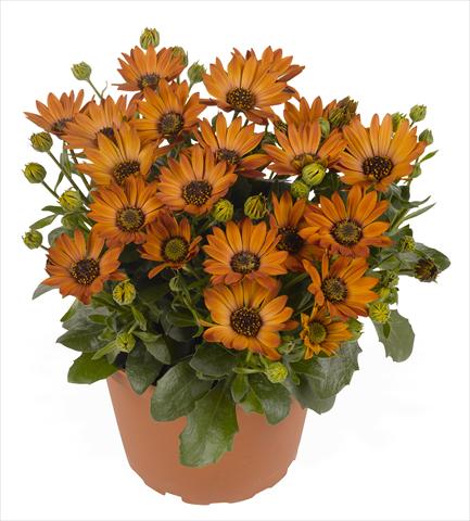 Photos von Blumenvarianten benutzt als: Topf und Beet Osteospermum RED FOX Summertime® Toffee
