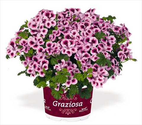 Photos von Blumenvarianten benutzt als: Terrasse, Topf Pelargonium interspec. RED FOX Graziosa Piccola Royal Soft Pink
