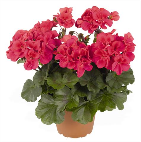 Photos von Blumenvarianten benutzt als: Terrasse, Topf Pelargonium interspec. RED FOX Sarita Punch
