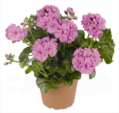 Photos von Blumenvarianten benutzt als: Topf, Terrasse, Ampel. Pelargonium peltatum RED FOX Great Balls of Fire Lavender
