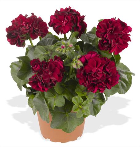 Photos von Blumenvarianten benutzt als: Topf, Terrasse, Ampel. Pelargonium peltatum RED FOX Great Balls of Fire Merlot