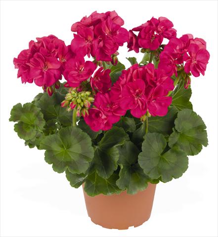Photos von Blumenvarianten benutzt als: Topf, Beet, Terrasse Pelargonium zonale RED FOX Green Series Azulia