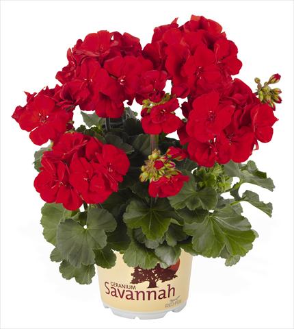 Photos von Blumenvarianten benutzt als: Topf, Beet, Terrasse Pelargonium zonale RED FOX Savannah Carmine