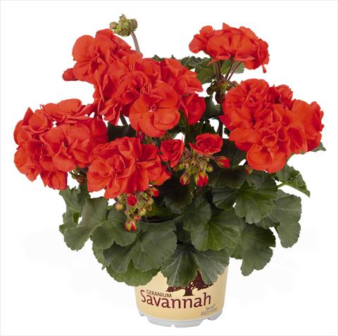 Photos von Blumenvarianten benutzt als: Topf, Beet, Terrasse Pelargonium zonale RED FOX Savannah Orange