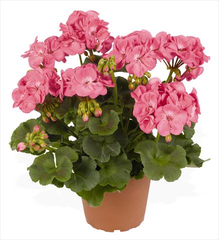 Photos von Blumenvarianten benutzt als: Topf, Beet, Terrasse Pelargonium zonale RED FOX Survivor Pink Passion