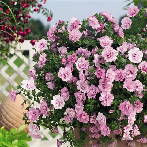 Photos von Blumenvarianten benutzt als: Topf, Beet, Terrasse, Ampel Petunia x hybrida RED FOX Double Surprise Soft Pink