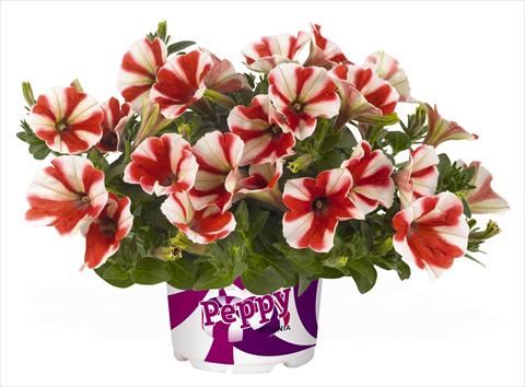 Photos von Blumenvarianten benutzt als: Topf, Beet, Terrasse, Ampel Petunia RED FOX Peppy Red