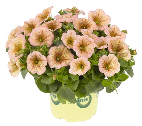 Photos von Blumenvarianten benutzt als: Topf, Beet, Terrasse, Ampel Petunia RED FOX Potunia® Mochaccino