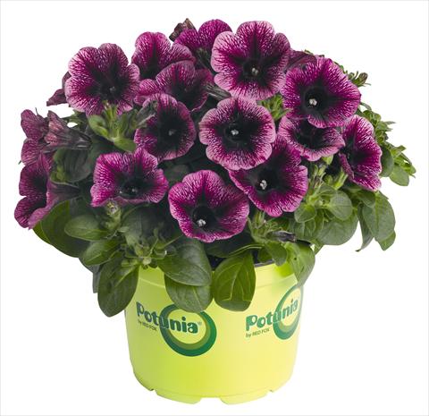 Photos von Blumenvarianten benutzt als: Topf, Beet, Terrasse, Ampel Petunia RED FOX Potunia® Piccola Grape Ice